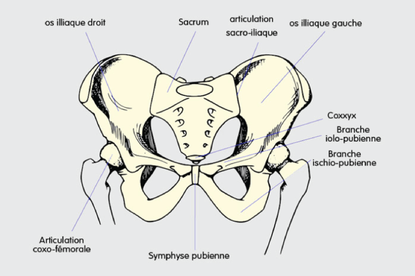 articulation sacro-iliaque Physio St-Hubert